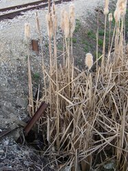 100_1779.JPG