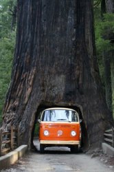 drive-thru-tree-sequoia-national-forest-california.jpg