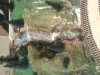 DSC00093.JPG