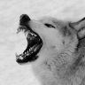 Wilq